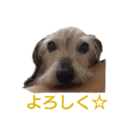 ワイヤーダックス・シスコ！（個別スタンプ：13）