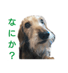 ワイヤーダックス・シスコ！（個別スタンプ：15）