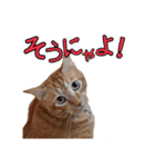 肯定系ましゃ（個別スタンプ：1）