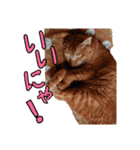 肯定系ましゃ（個別スタンプ：6）