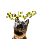 疑問系さびぃ（個別スタンプ：1）