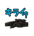 疑問系さびぃ（個別スタンプ：8）