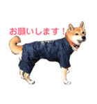 柴犬のまろん（個別スタンプ：1）
