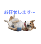 柴犬のまろん（個別スタンプ：2）
