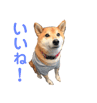 柴犬のまろん（個別スタンプ：3）