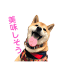 柴犬のまろん（個別スタンプ：4）