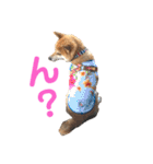 柴犬のまろん（個別スタンプ：5）