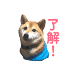 柴犬のまろん（個別スタンプ：6）