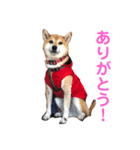 柴犬のまろん（個別スタンプ：7）
