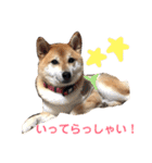 柴犬のまろん（個別スタンプ：8）