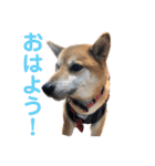 柴犬のまろん（個別スタンプ：9）