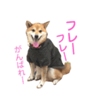 柴犬のまろん（個別スタンプ：10）