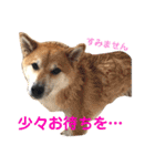 柴犬のまろん（個別スタンプ：11）
