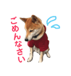 柴犬のまろん（個別スタンプ：12）