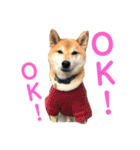 柴犬のまろん（個別スタンプ：13）