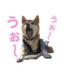 柴犬のまろん（個別スタンプ：14）