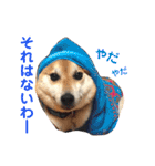 柴犬のまろん（個別スタンプ：15）