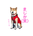 柴犬のまろん（個別スタンプ：16）