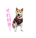 柴犬のまろん（個別スタンプ：17）