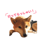 柴犬のまろん（個別スタンプ：18）