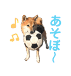 柴犬のまろん（個別スタンプ：19）
