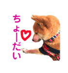 柴犬のまろん（個別スタンプ：20）