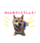 柴犬のまろん（個別スタンプ：21）