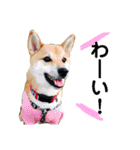 柴犬のまろん（個別スタンプ：22）