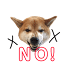 柴犬のまろん（個別スタンプ：23）
