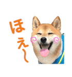 柴犬のまろん（個別スタンプ：25）