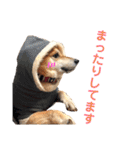 柴犬のまろん（個別スタンプ：26）