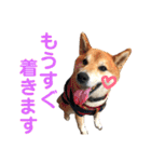 柴犬のまろん（個別スタンプ：27）