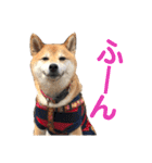 柴犬のまろん（個別スタンプ：28）