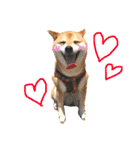 柴犬のまろん（個別スタンプ：29）