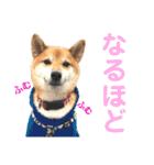 柴犬のまろん（個別スタンプ：30）