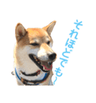 柴犬のまろん（個別スタンプ：31）