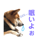 柴犬のまろん（個別スタンプ：32）