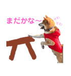 柴犬のまろん（個別スタンプ：33）