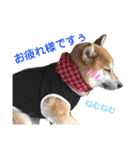 柴犬のまろん（個別スタンプ：34）