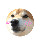 柴犬のまろん（個別スタンプ：36）