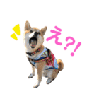 柴犬のまろん（個別スタンプ：37）