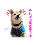 柴犬のまろん（個別スタンプ：38）