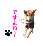 柴犬のまろん（個別スタンプ：39）