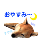 柴犬のまろん（個別スタンプ：40）