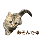 ミヌエットのショコラの子猫写真スタンプ6（個別スタンプ：6）