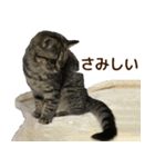 ミヌエットのショコラの子猫写真スタンプ6（個別スタンプ：17）