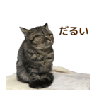 ミヌエットのショコラの子猫写真スタンプ6（個別スタンプ：19）