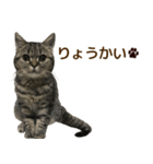 ミヌエットのショコラの子猫写真スタンプ6（個別スタンプ：32）