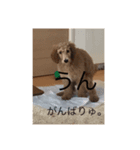 わがままスタンダードプードルのブライアン（個別スタンプ：8）