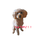 わが家のぽんずくん（個別スタンプ：1）